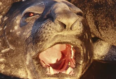 Aventuras de Igor na Antártida