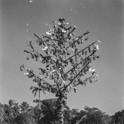 Bumba meu boi, festa popular