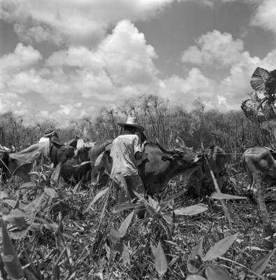 Caça de jacarés na Ilha Mexiana