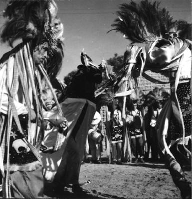 Bumba meu boi, festa popular