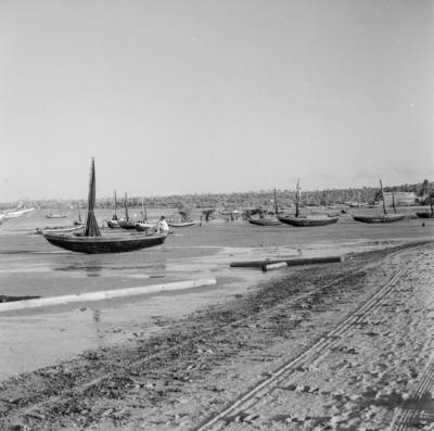 Bumba meu boi, festa popular