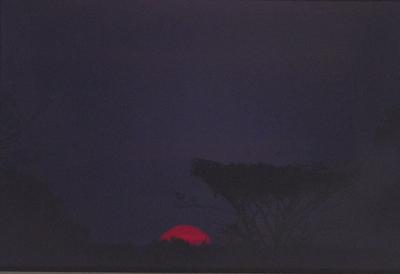 Árvore ao pôr do sol