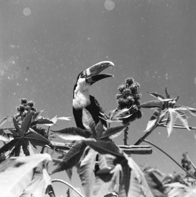 Expedição do SPI que estabeleceu os primeiros contatos com o povo Asuriní do Tocantins