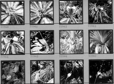 Flora no Sítio Burle Marx