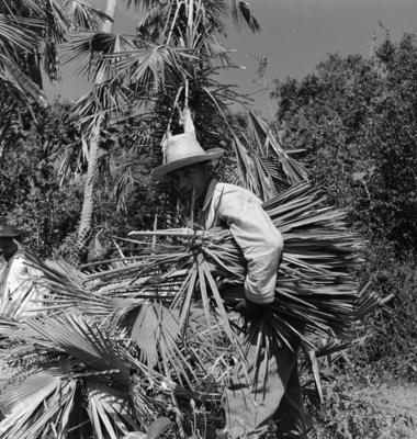 Extração e produção da Carnaúba