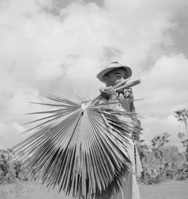 Extração e produção da Carnaúba