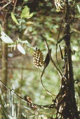 Expedição ao Rio Negro com Paulo Vanzolini e Geraldo Sarno