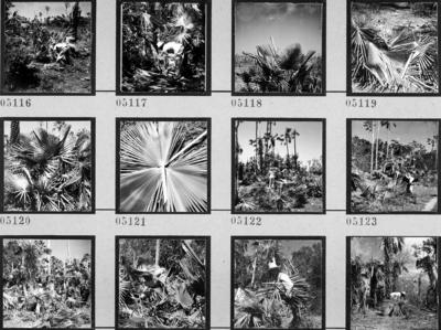 Extração e produção da Carnaúba