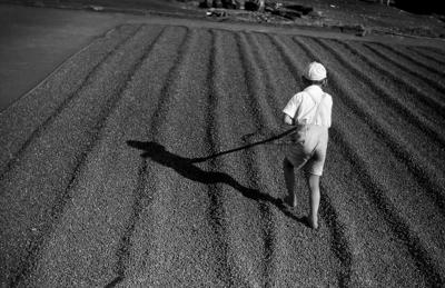 Terreiro de café - Sunao, filho de Haruo