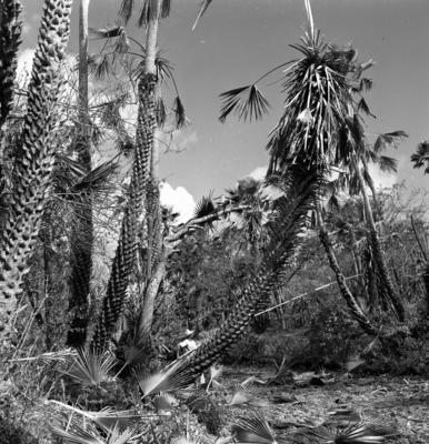 Extração e produção da Carnaúba