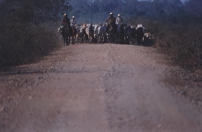 Boiadeiro conduz gado