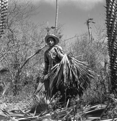 Extração e produção da Carnaúba