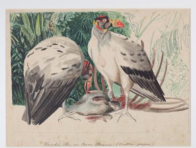 Urubu-Rei ou Corvo Branco (Vultur papa)