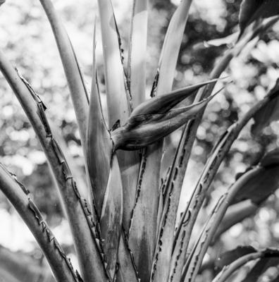 Flora no Sítio Burle Marx