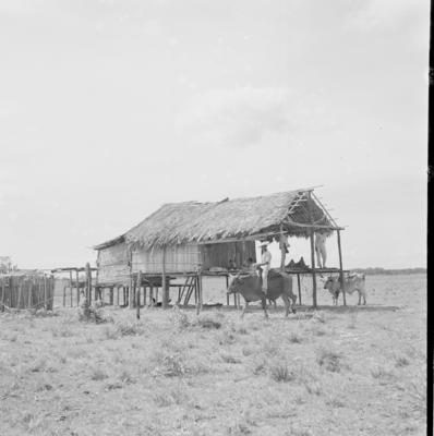 Vaqueiro - Ilha Mexiana