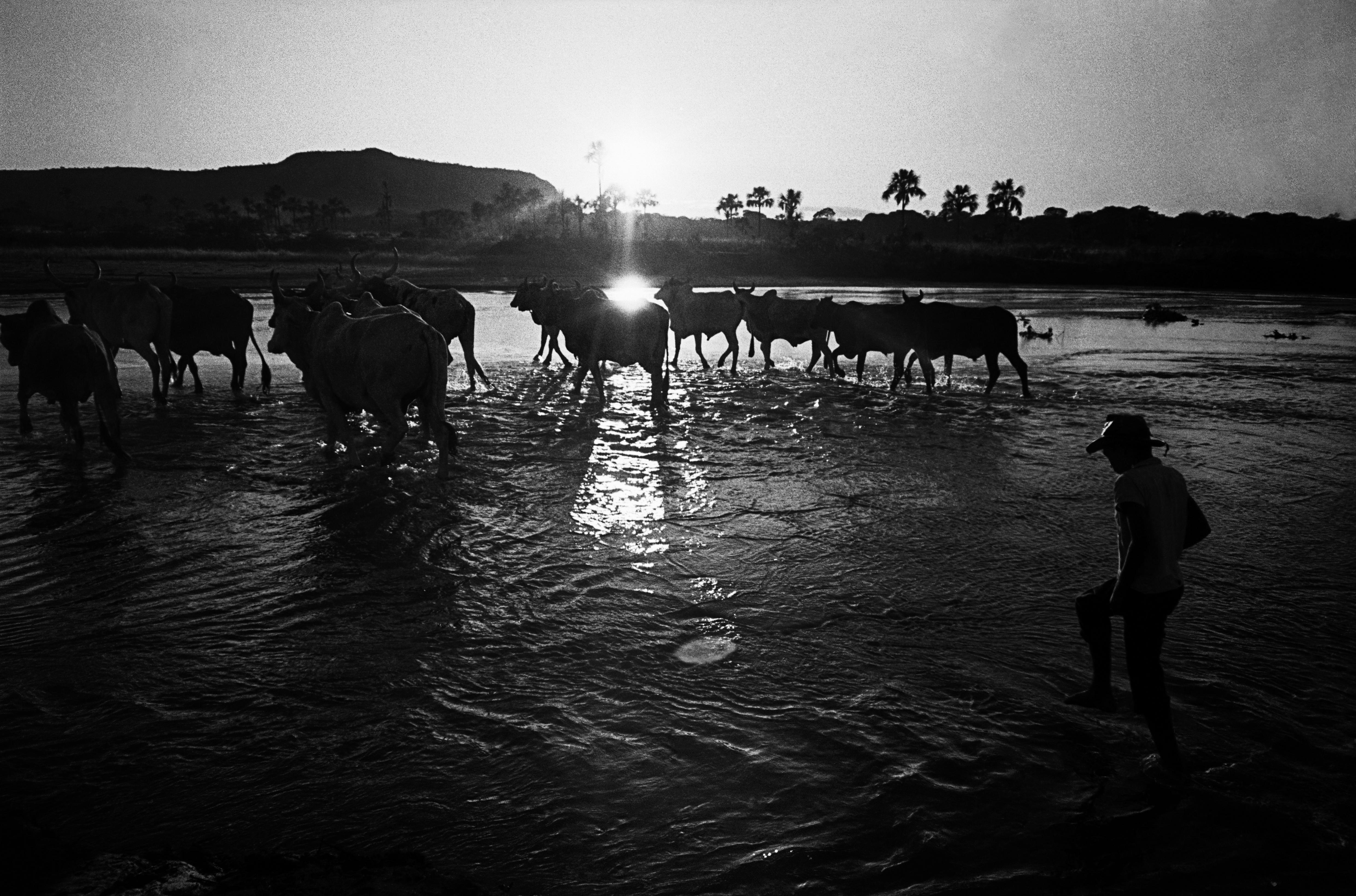 Série Guimarães Rosa - Boiada atravessa rio ao pé da Serra das Araras