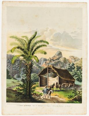 L'Elæis Guineensis dans les montagnes des Orgues (Serra dos Orgaos) au Brésil