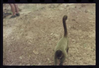 Parque de Noé, onde morava Marc van Roosmalen