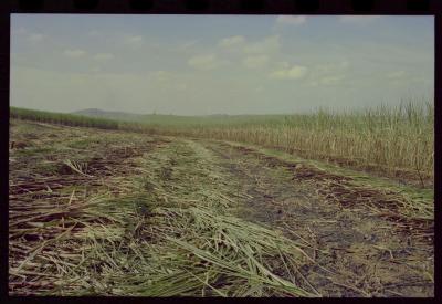 Produção de filme institucional sobre usinas de açúcar