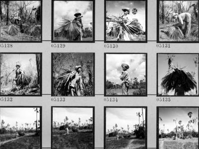 Extração e produção da Carnaúba