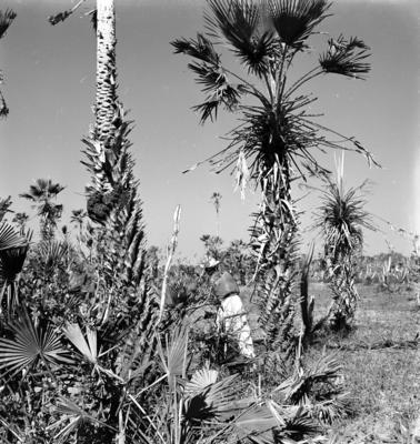 Extração e produção da Carnaúba