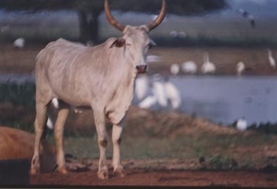 Gado e aves ao fundo