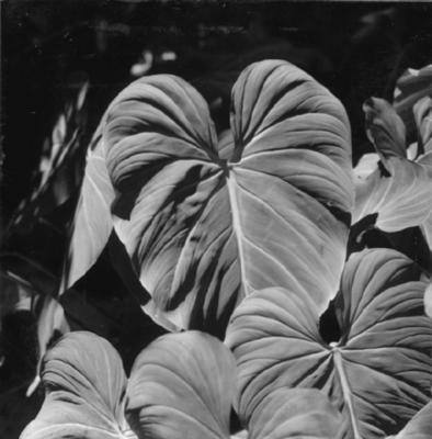 Flora do Jardim Botânico do Rio de Janeiro