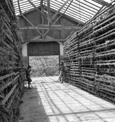 Extração e produção da Carnaúba