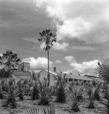 Extração e produção da Carnaúba