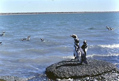 Aventuras de Igor na Antártida