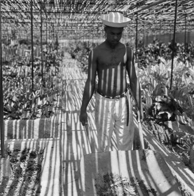 Funcionário do Sítio Burle Marx