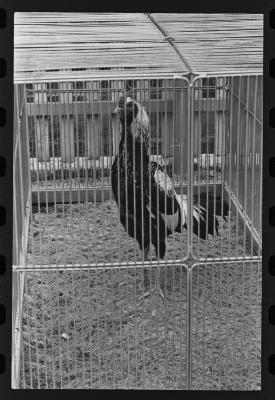 Galos usados para briga de galos