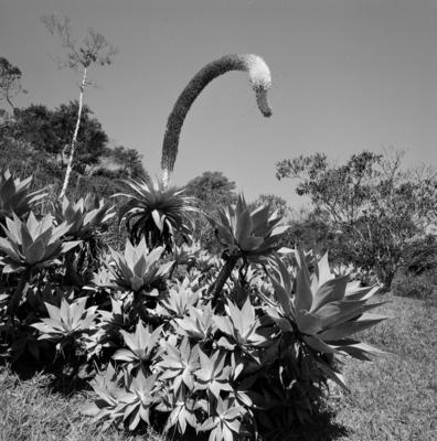 Residência de Odette Monteiro, projeto do arquiteto Wladimir Alves de Souza e Burle Marx