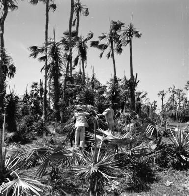 Extração e produção da Carnaúba