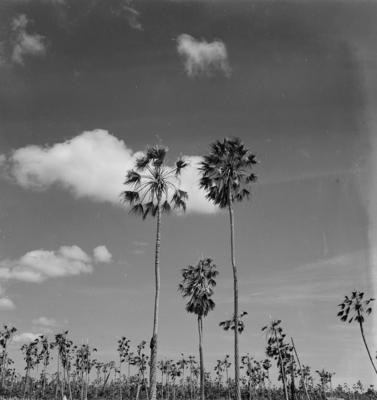 Extração e produção da Carnaúba