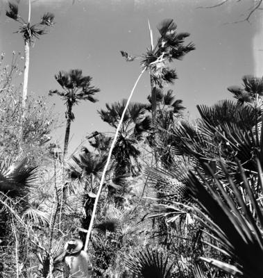 Extração e produção da Carnaúba