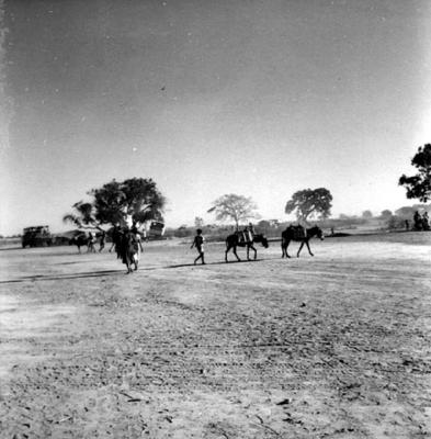 Bom Jesus da Lapa, jegues