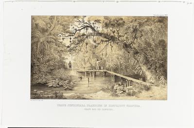 (Perto da propriedade de Jundiquara no Distrito de Ubatuba)