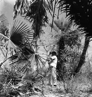 Extração e produção da Carnaúba