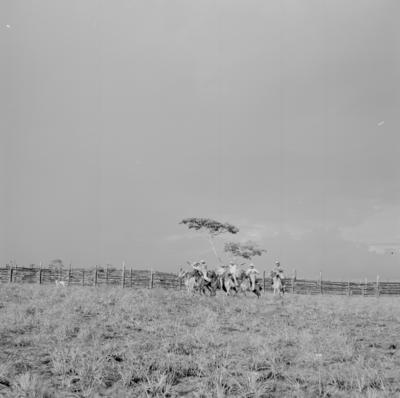 Ilha Mexiana, vaqueiros