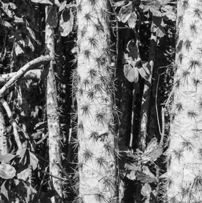 Flora no Sítio Burle Marx