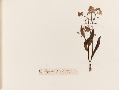 [Foi cultivada em Aigen]