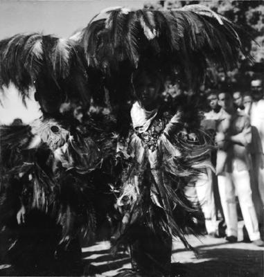 Bumba meu boi, festa popular