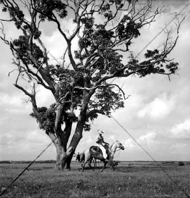 Vaqueiro - Ilha Mexiana