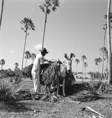 Extração e produção da Carnaúba