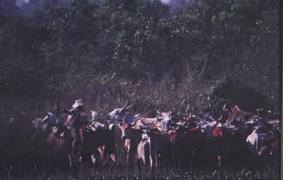 Boiadeiro conduz gado, rebanho