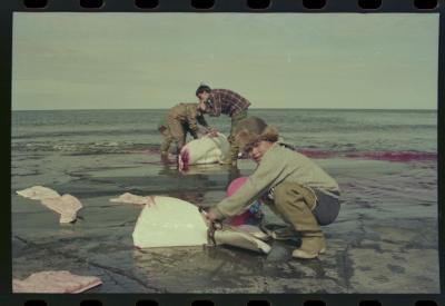 Viagem com a bióloga Livia Monami para registrar a caça da baleia branca