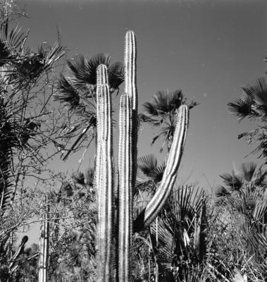 Carnaúba e mandacaru