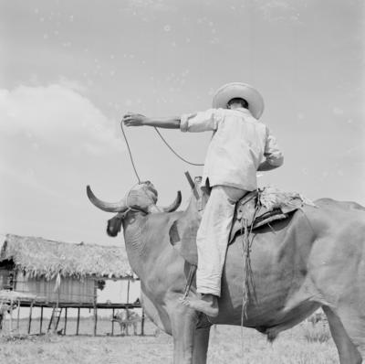 Vaqueiro - Ilha Mexiana