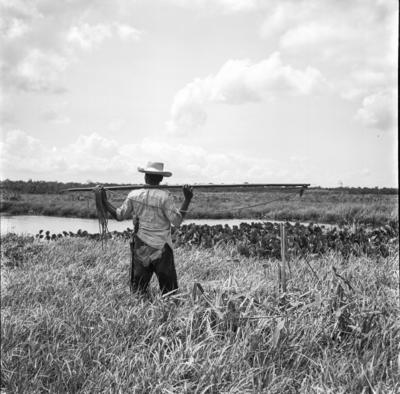 Caça de jacarés na Ilha Mexiana